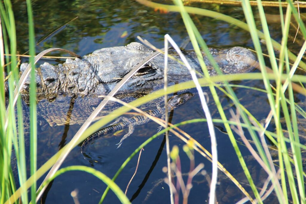 découvrez l'univers fascinant de la marche des alligators : une exploration captivante de leur comportement, de leur habitat naturel et des techniques uniques qui les rendent si adaptables dans leur environnement.